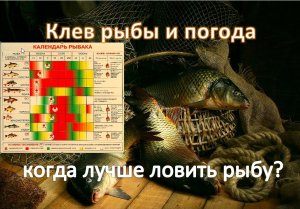 Погода для рыбалки: когда лучше ловить рыбу?