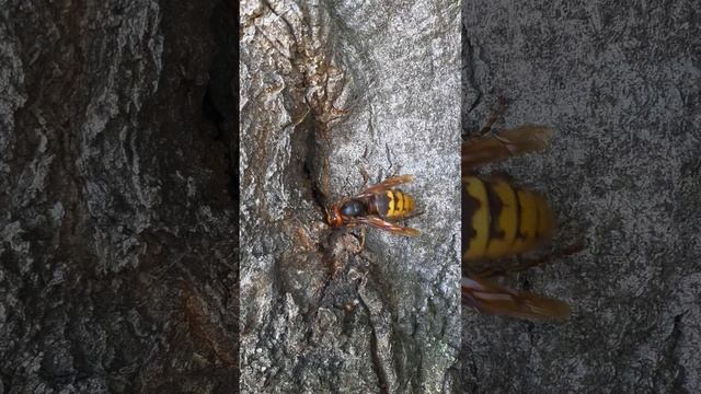 Шершень обыкновенный (Vespa crabro).