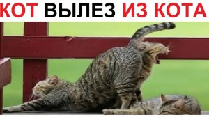 200 Мемов. Кот вылез из кота!!! Штаа???