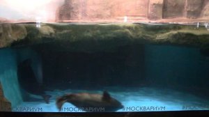 Байкальская нерпа в Москвариуме