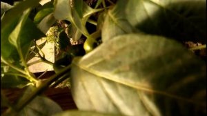 Сбор урожая на даче 24-25 июня 2020 г. Борюсь со слизнями.