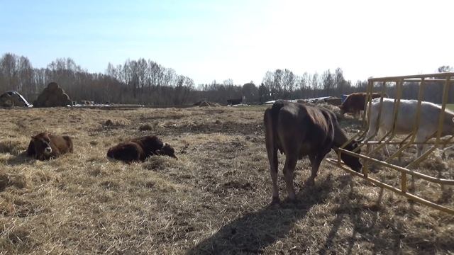 Лучшая универсальная порода КРС, созданная в СССР и царской России