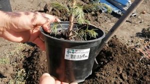 Мои новинки и посадка ели колючей Глаука Аризона или Кейбаб!