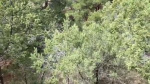 Багира и Джесси Восхождение на гору Сокол. Наш маршрут на самую высокую гору Судака- Сокол пешком