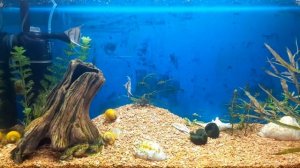 заболела скалярия часть 2