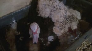 ПЕРЕСАДКА МАЛЕНЬКИХ УТЯТ