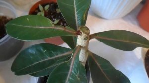 Адениум: заснувшие верхушки просыпаются