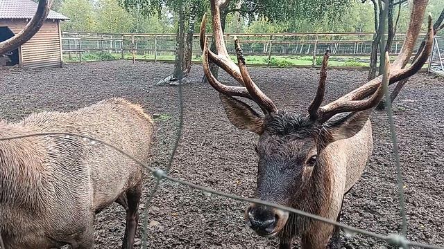 Нац.парк Зюраткуль Челябинская обл.Мараловая ферма. 1