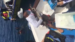 Shark Kisses Rescuer Before Release!