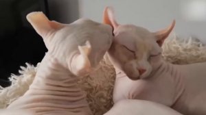 15 Самых Маленьких Пород Кошек На Планете