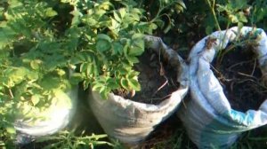 выращивание картофеля в мешках часть3 полив и уход за картофелем