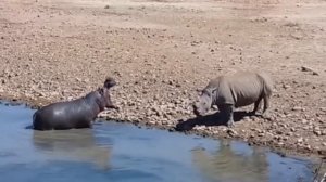 В НЕМ СИЛА И МОЩЬ! БЕГЕМОТ ПРОТИВ крокодила, льва, носорога, буйвола и бегемота. БЕГЕМОТ В ДЕЛЕ!