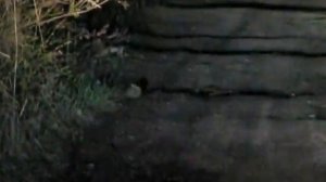 Зайчик маленький Little bunny