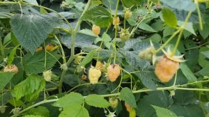 МАЛИНА РЕМОНТАНТНАЯ. ЗОЛОТАЯ ОСЕНЬ ВКУСНЕЙШАЯ МАЛИНА. ТопСад