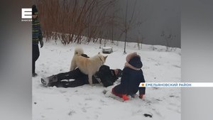 В Емельяновском районе мужчина застрелил домашнюю собаку на глазах у детей