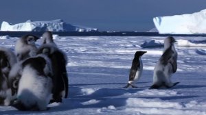 Adelie Penguin Slaps Giant Emperor Chick!