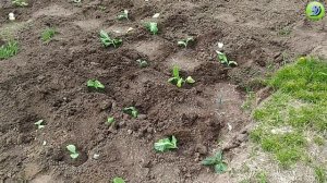 Высадка рассады табака в открытый грунт.