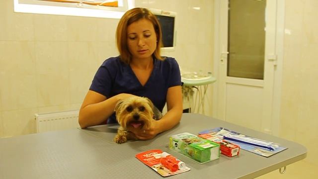 Как ухаживать за зубами маленьких собак. Ветеринарная клиника "На Рабочей", Днепр (Днепропетровск) смотреть онлайн