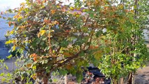 Мы его потеряли... ЗАСОХ ЯПОНСКИЙ КЛЁН  пальмолистный атропурпуреум. Наш сад май 2022 г.