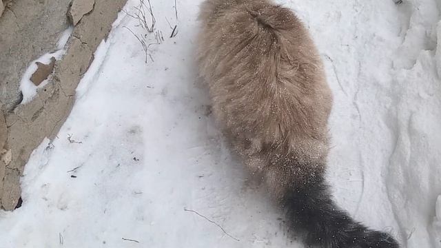 С днем кошек. Всемирный день кошек. Красивое поздравление с днем кошек