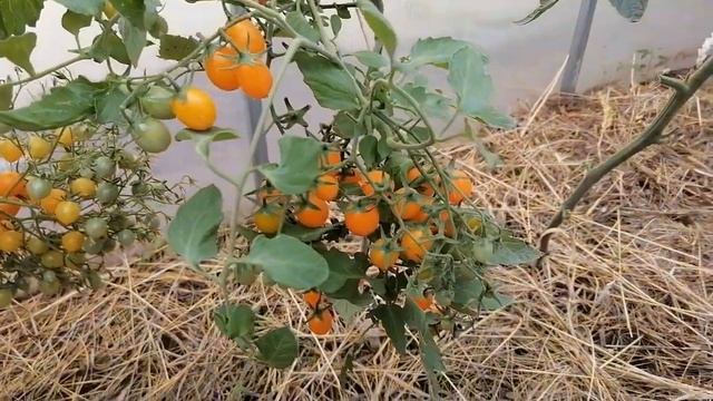 Томат Финик желтый черри смотреть онлайн