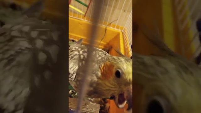 Агрессивный попуг корелла кидается на человека с камерой
