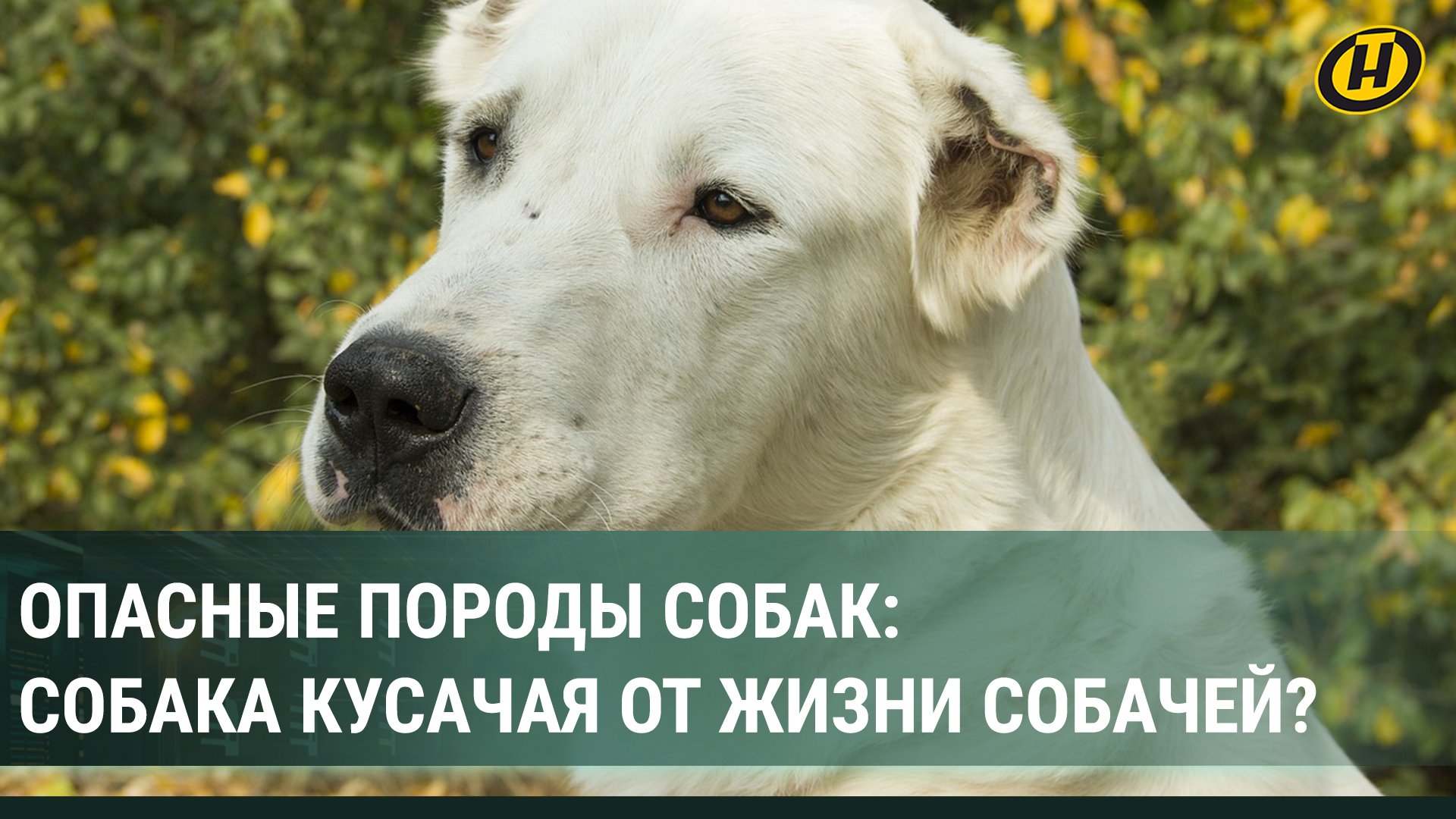 Потенциально опасные породы собак: риски, запреты и трагические случаи со смертельным исходом