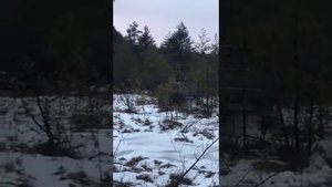 ЭХТИАНДР  на ковровых болотах в Долгинино  Рязань