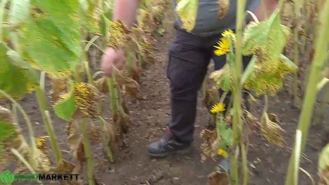 ЕС Балистик подсолнечник под Евролайтинг от Евралис + гербицид Сотейра. Обзор посева. смотреть онлайн