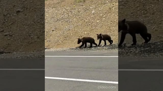 Медведица с медвежатами на севере Амурской области (дорога Тында-Соловьевск)