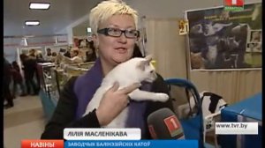 Выставка кошек