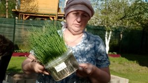 Новый, профессиональный способ посадки лука порея 19