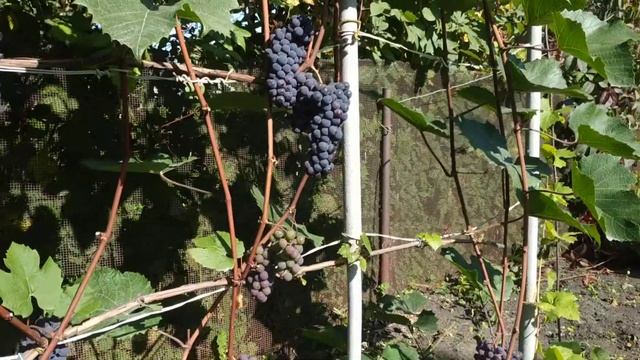Виноград Изабелла на Южном Урале.