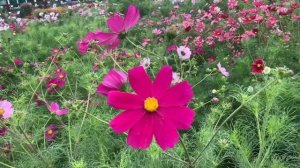 Милая космея - простой и неприхотливый цветок для вашего сада!