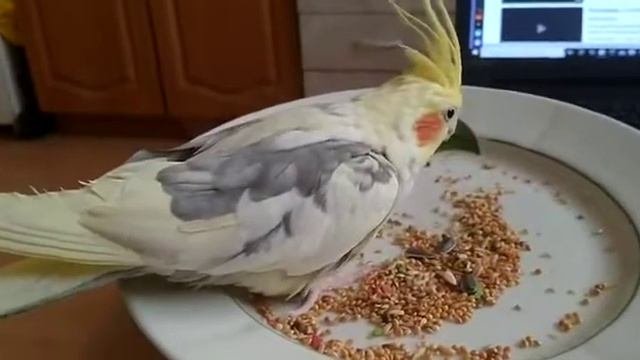 Мейн кун Ариша и корелла Аркаша / Maine Coon Arisha And Corella Arkasha