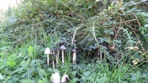 Schopftintlinge (Coprinus comatus) — 30.9.2018