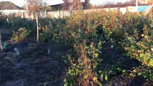 МАЛИНА СОРТ СОКОЛИЦА || #СОКОЛИЦА