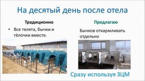 Откорм бычков технологические хитрости