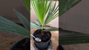 Пальма Вашингтония