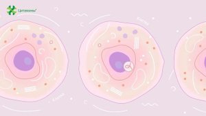 Как работают ЦИТАМИНЫ (что такое цитамины)