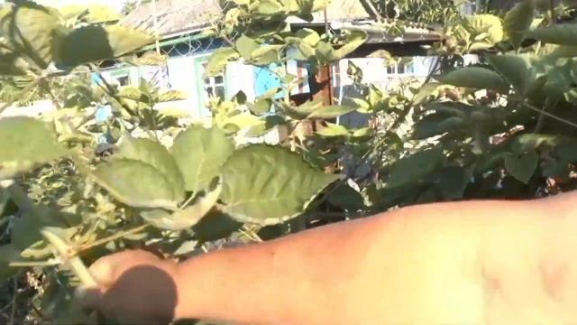 Осейдж (osage)  | Для меня новинка, но уже фаворит !