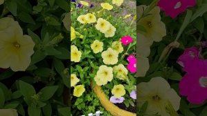 Петуния "Жёлтый каприз" и "Розовый закат". Дешёвые петунии. Дёшевые сорта петуний.
