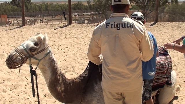 Посадка на верблюда! Тунис. смотреть онлайн