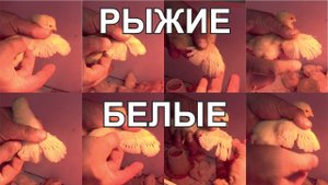 определить пол курица или петух Ломан Браун
