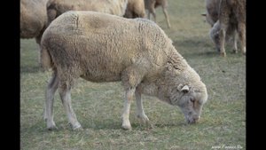 Овцы породы Ставропольский меринос. АгроФирма ПИК ПЛЮС, Калмыкия