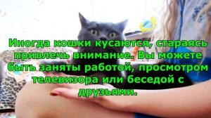 ВОТ Почему ВАШ кот или кошка кусается без причины.