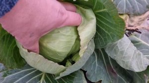 Выращивание белокочанной капусты Грин Флеш зимой в не отапливаемых теплицах.