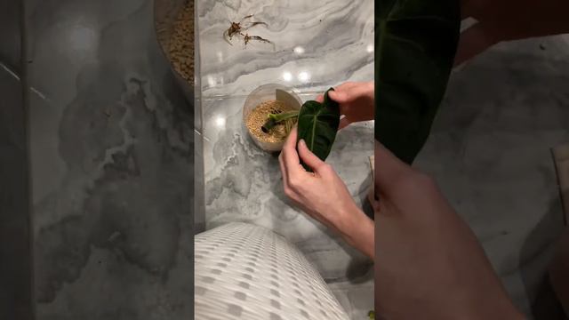 Посадила пару ребят в минеральный грунт) посмотрю что получится) #уходзарастениями