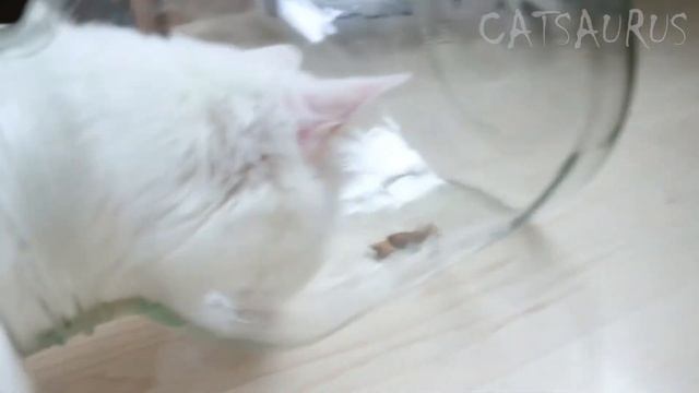 Will cats be able to get food out of the can? Сat in glass bowl . смотреть онлайн