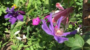 Ломонос Сизая Птица (Clematis Sizaia Ptitsa)